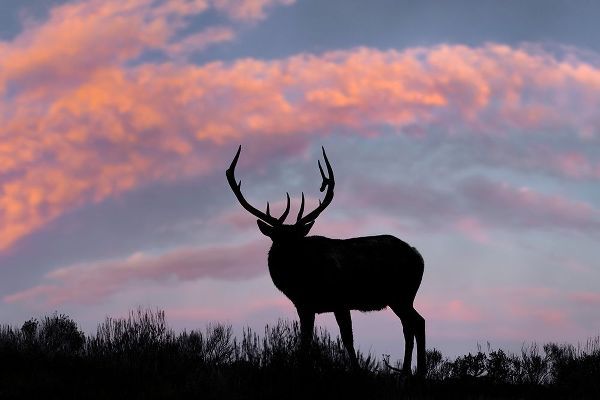 Jones, Adam 아티스트의 Bull elk or wapiti silhouetted on ridge top-Yellowstone National Park-Wyoming작품입니다.